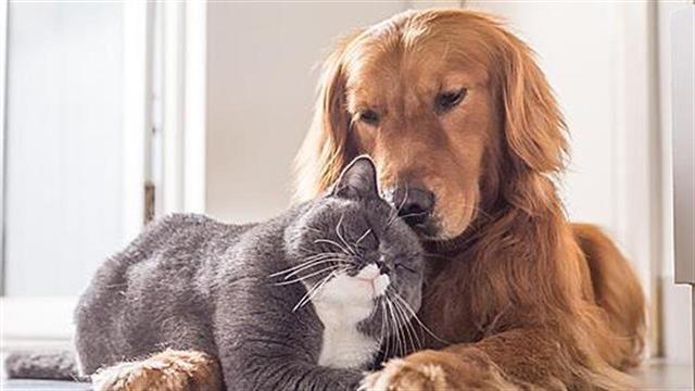 Τα κατοικίδια δεν μεταδίδουν τον κοροναϊό